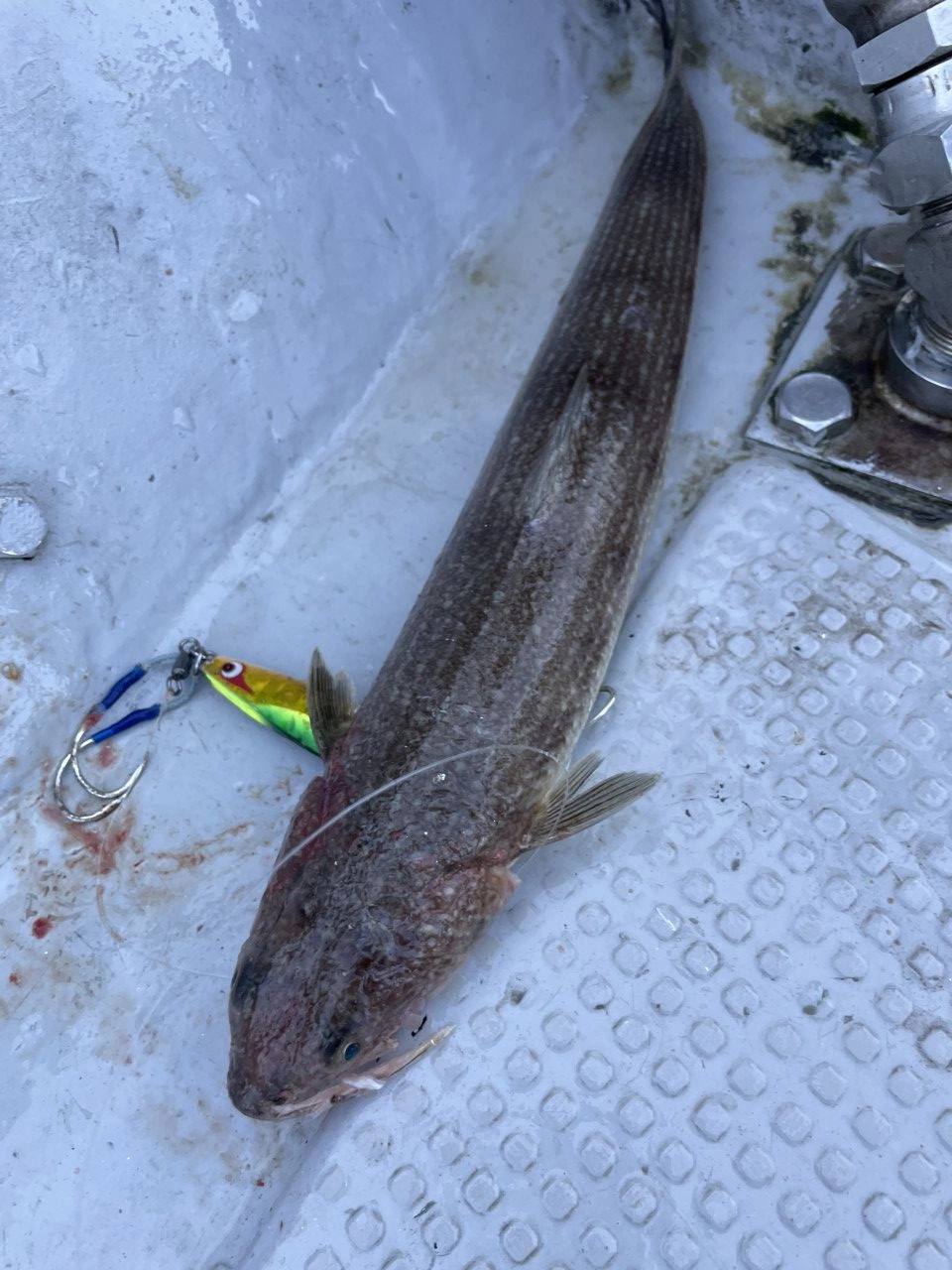 伊勢湾ジギング船 SORAでタチウオ大爆釣！ジギングサビキで良型